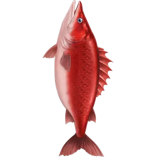 Raudona žuvis – Ice Fish